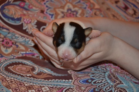 EMERALD... eine kleine Hand voll Welpe und ein großes Herz auf 4 Pfoten!